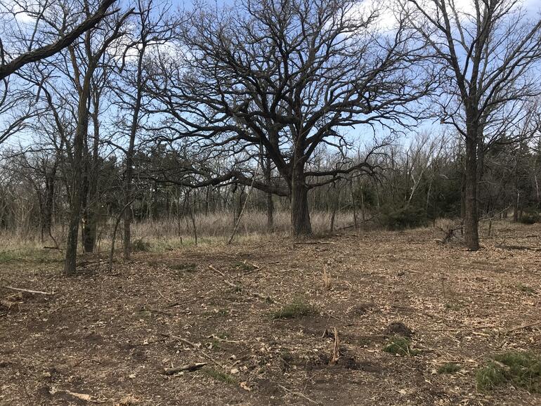 4th Road TSI oak trees