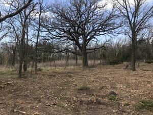 4th Road TSI oak trees
