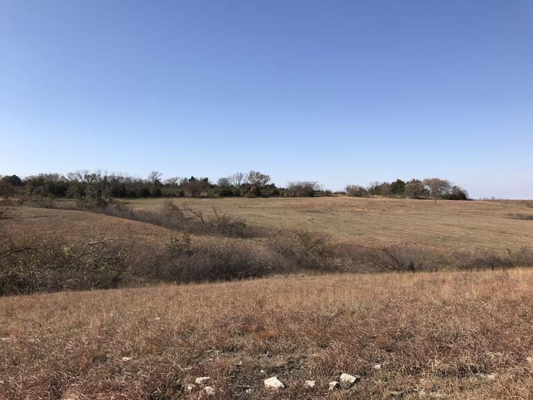 Apple Orchard Tree and Brush Removal