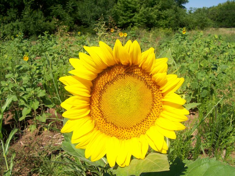 Sunflower