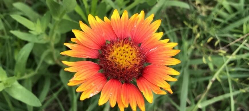 Indian Blanket Flower