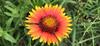 Indian Blanket Flower