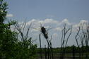 2008 eagle nest with 3 eaglets