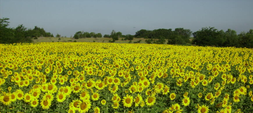 2010 Walnut Creek sunflowers