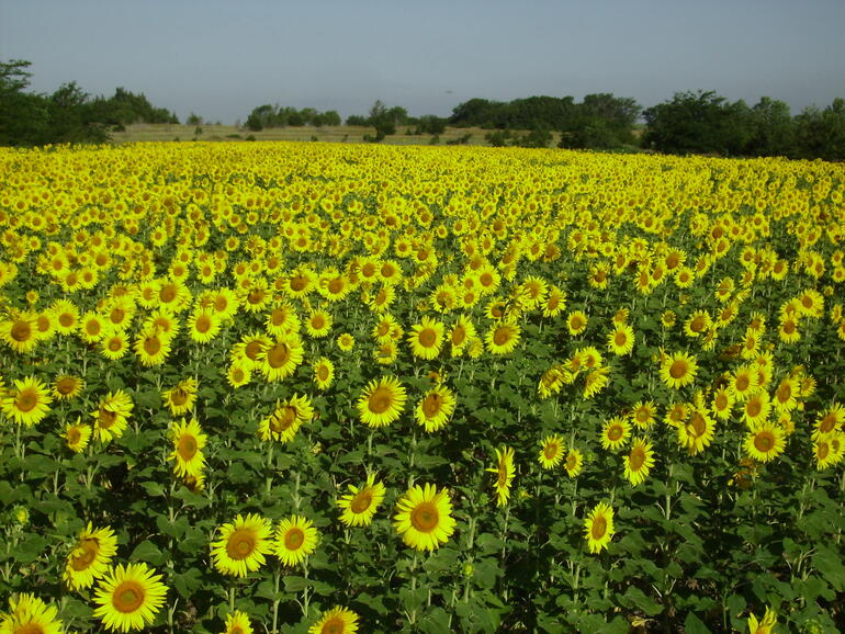2010 Walnut Creek sunflowers