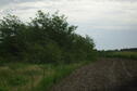 before tree shearing
