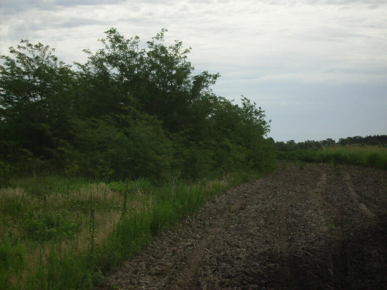 before tree shearing