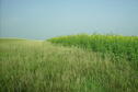 bird habitat created with a herbicide application on brome grass