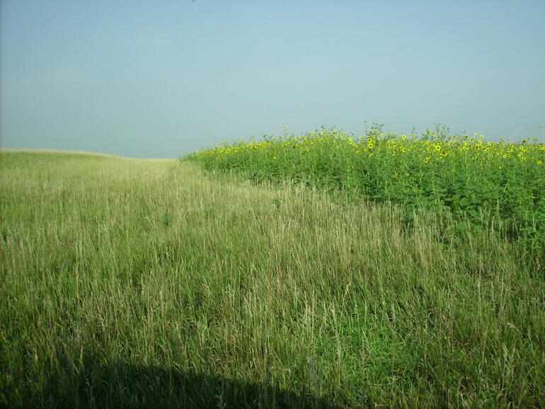 bird habitat created with a herbicide application on brome grass