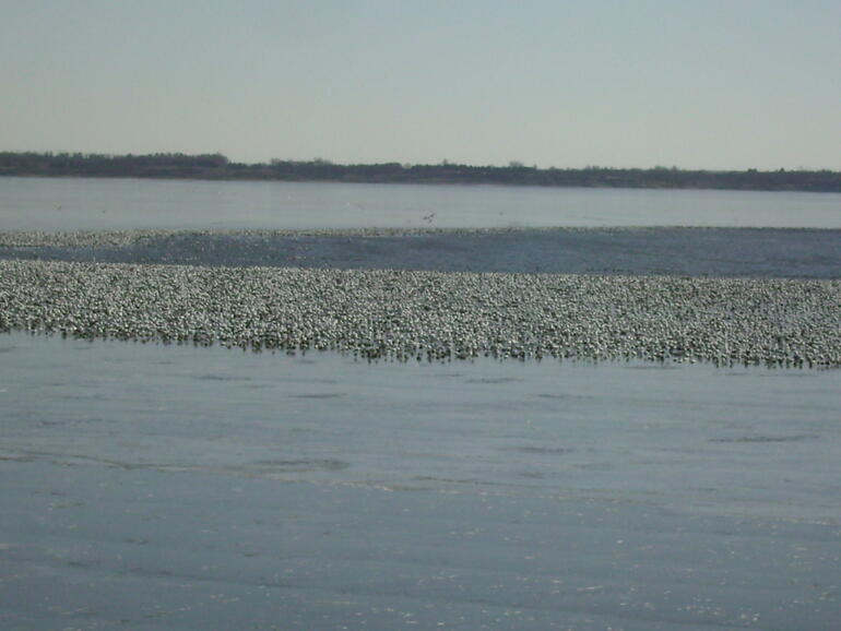 February snow geese