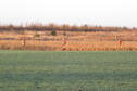 hunters in the field