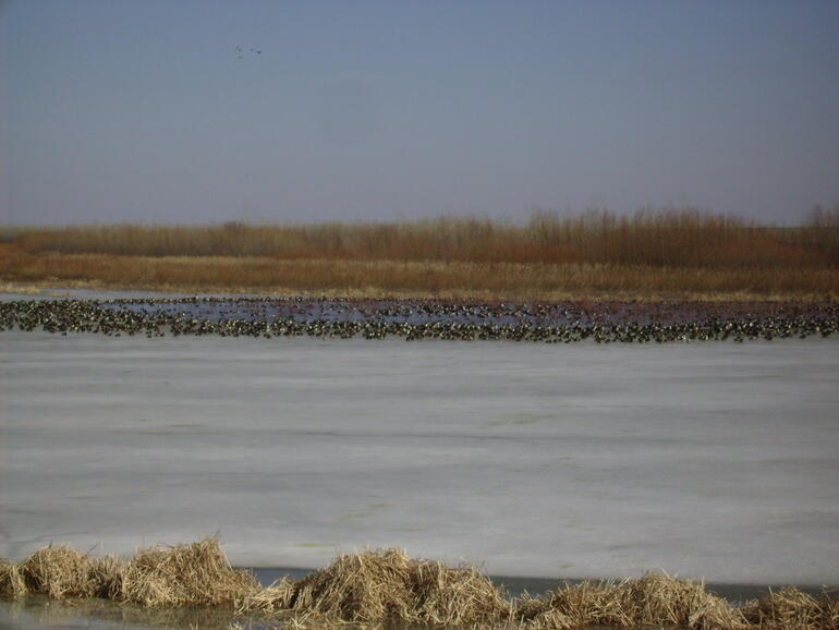 Late season mallards and Canada geese