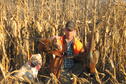 Pheasants in the corn
