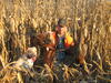 Pheasants in the corn