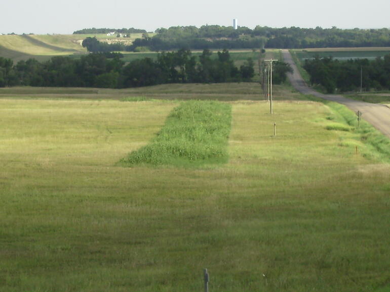 weedstrip in brome grass