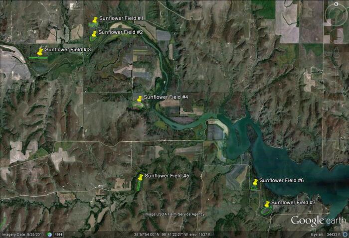 2012 Wilson Dove Google Image