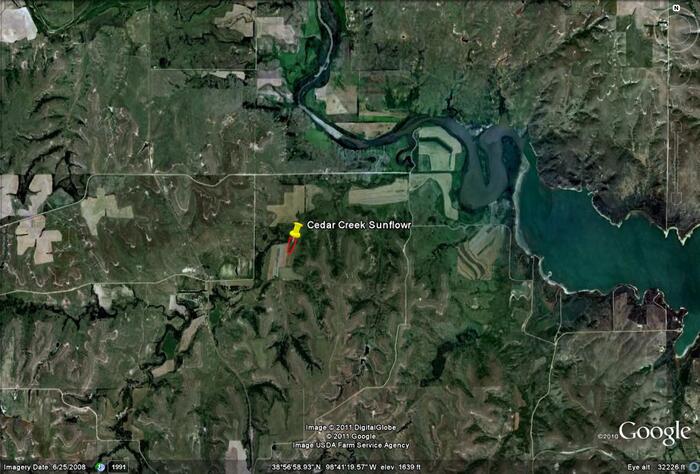 WILR Cedar Creek Sunflower Field