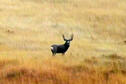 Mule Deer Buck