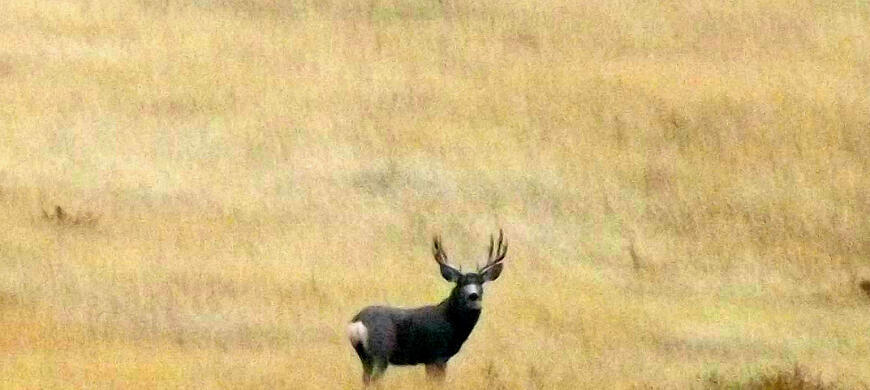 Mule Deer Buck