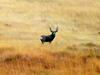 Mule Deer Buck