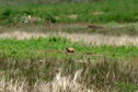 Prairie Dog