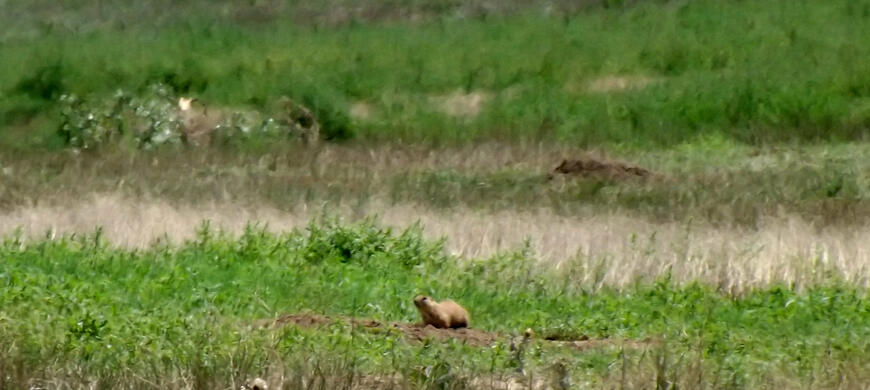 Prairie Dog