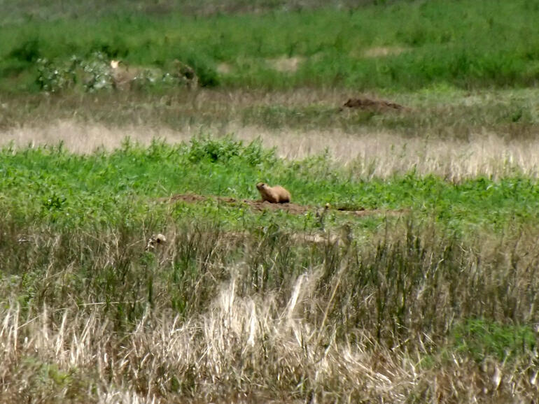 Prairie Dog