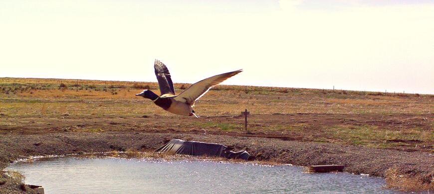 Mallard