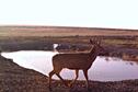 Mule Deer