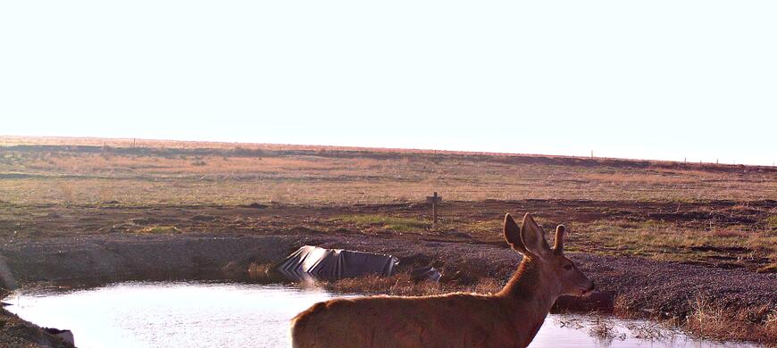 Mule Deer