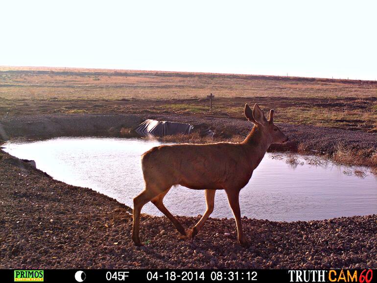 Mule Deer