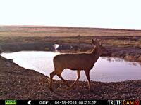 Mule Deer