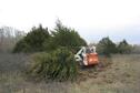 Feral Cedar Control