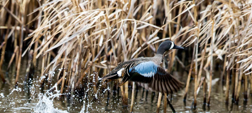 Blue Winged Teal