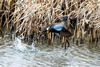 Blue Winged Teal