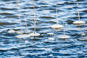 Ice shelves