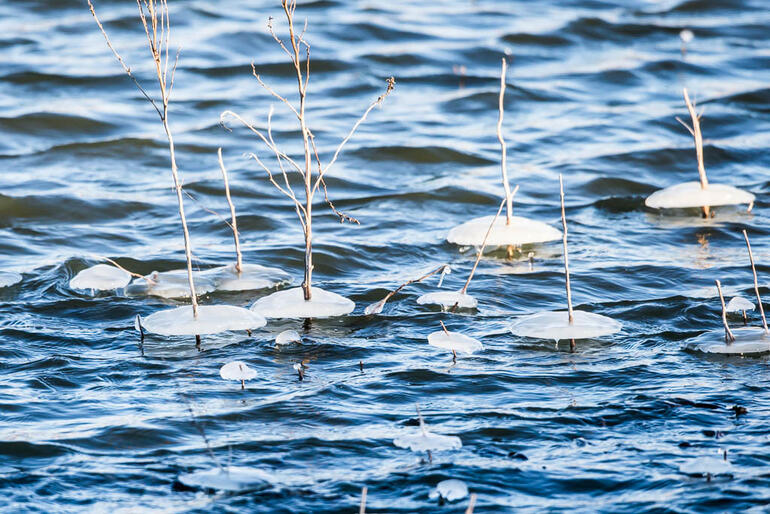 Ice shelves