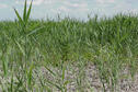 Phragmites