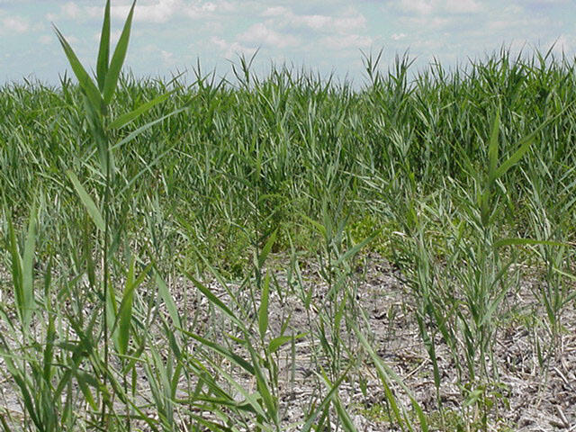 Phragmites