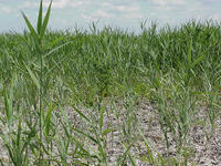 Phragmites