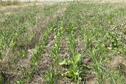 Food Plot 2020