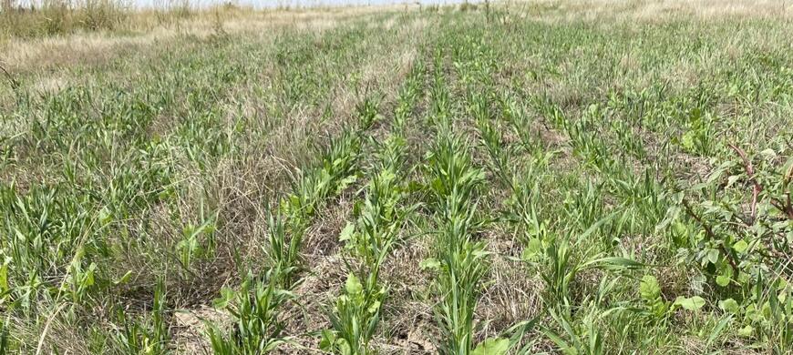 Food Plot 2020