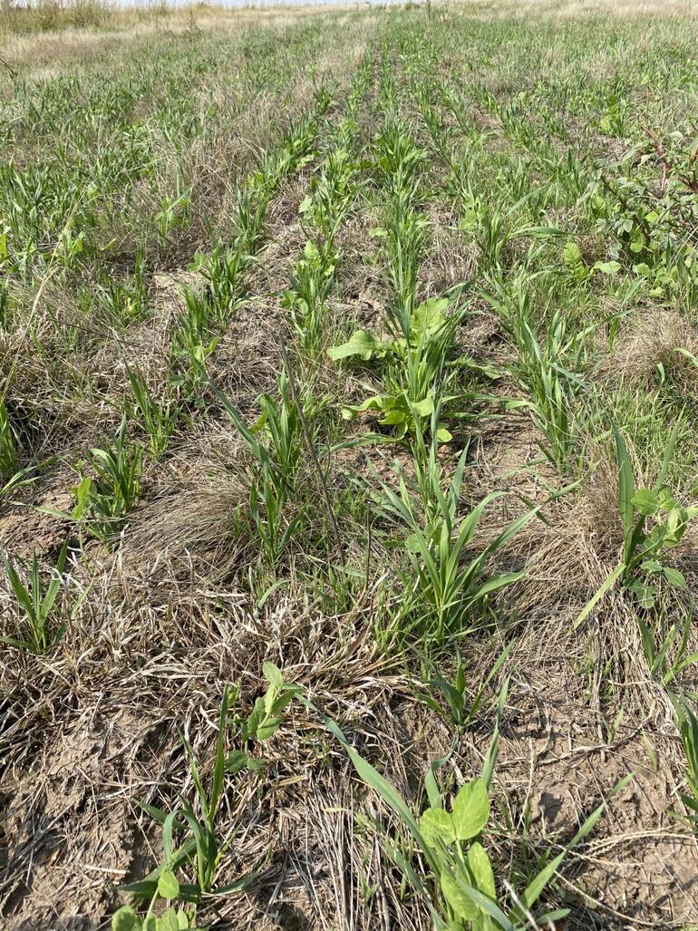 Food Plot 2020