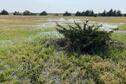 Flooded Millet1