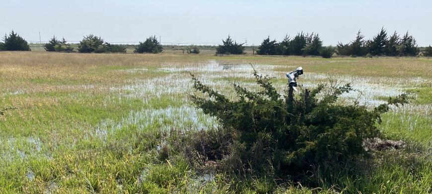 Flooded Millet1