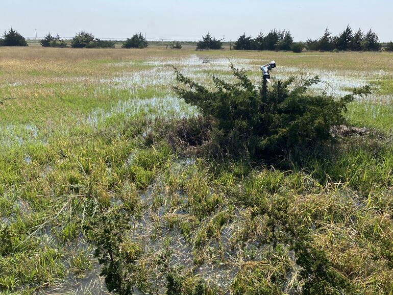 Flooded Millet1