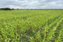 Millet1 2020