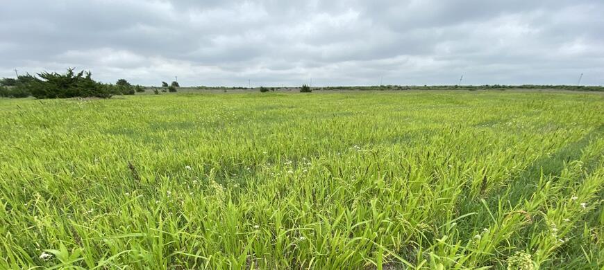 Millet1 2020