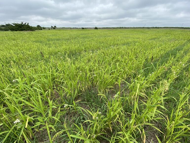 Millet1 2020