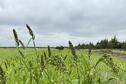 Millet2 2020